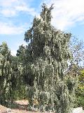 Rocky Mountain Juniper / Juniperus scopulorum 